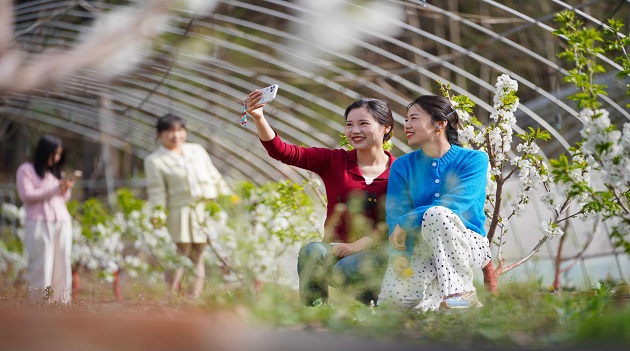 甘肅成縣：科技賦能櫻桃產業 農旅融合繪就振興圖景