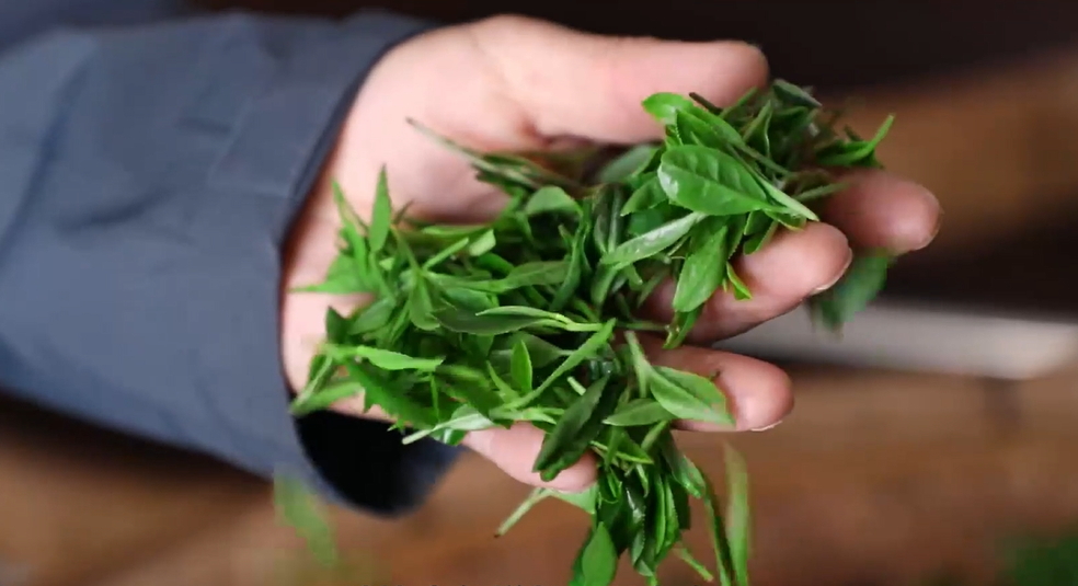 【視聽山東】這一口春天的清香終於等到了