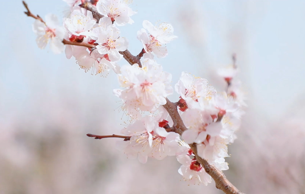 【視聽山東】繁花繪就錦繡圖
