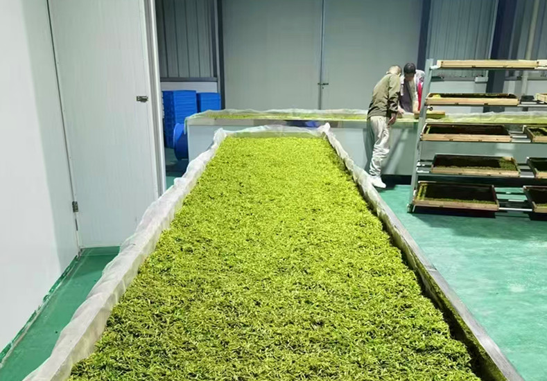 皖黟縣宏潭：推動茶旅融合發展 賦能鄉村全面振興