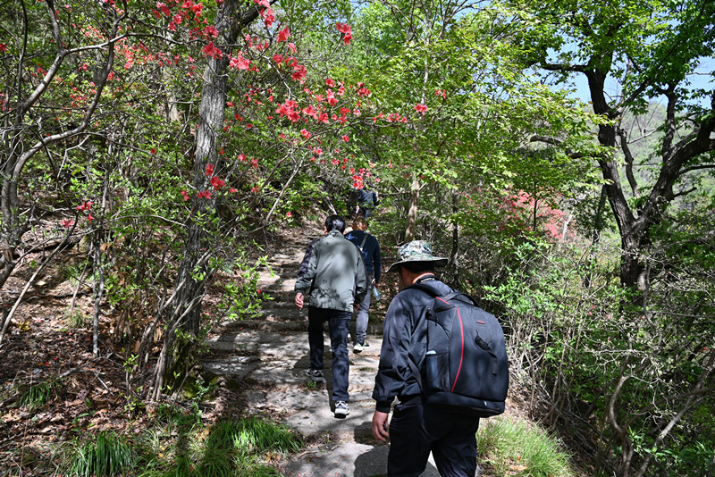 皖祁門：古道杜鵑紅 引來山外客