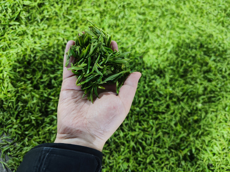 皖休寧璜尖鄉：茶園吐新綠 滿山飄茶香