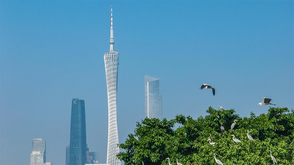 無懼風雨「候鳥」翩翩而至，廣交會有何魅力？