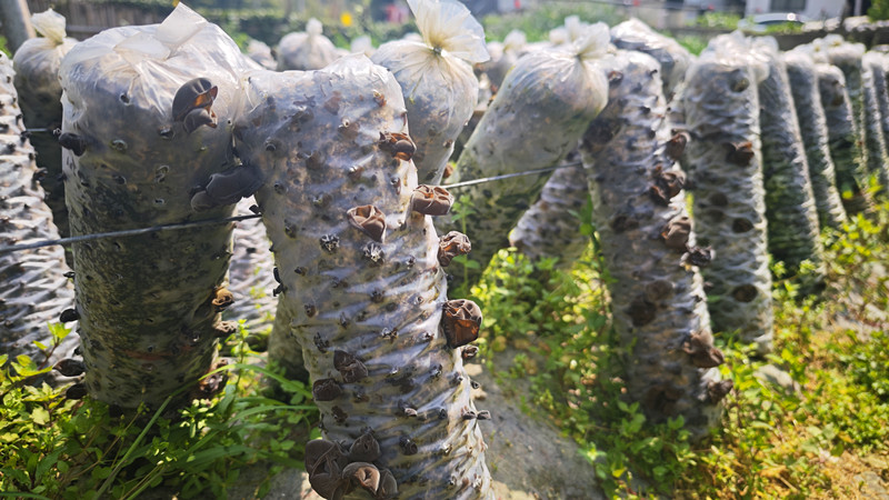 皖休寧縣流口鎮：菌菇飄香產業興