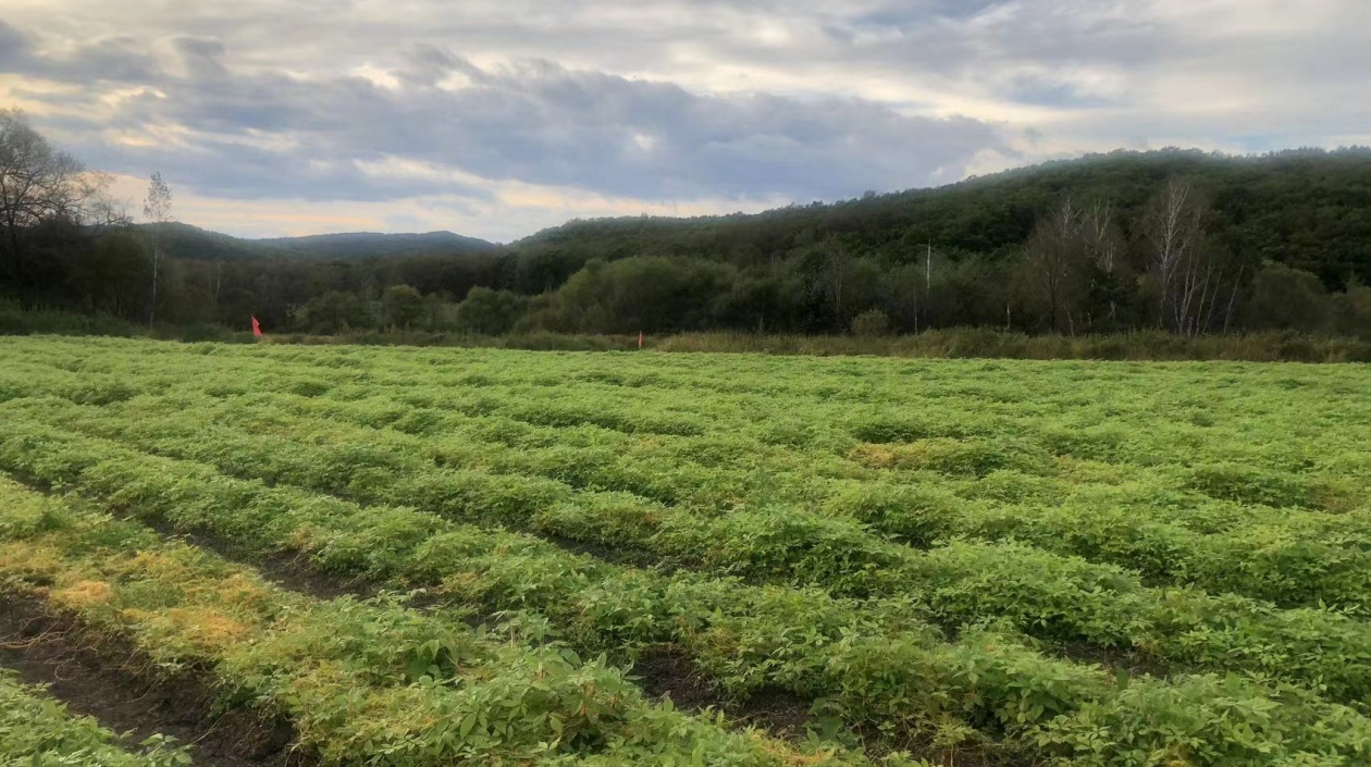 【虎林五加 千年珍寶】系列報道之一 黑龍江虎林：夯實產業之基 創建「中國刺五加名城」