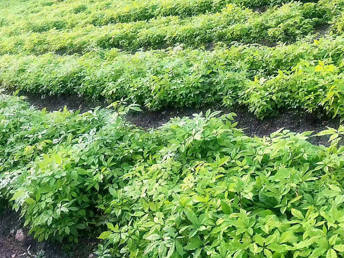 【虎林五加 千年珍寶】系列報道之二 黑龍江虎林：全鏈精耕 打造寒地龍藥產業新標杆