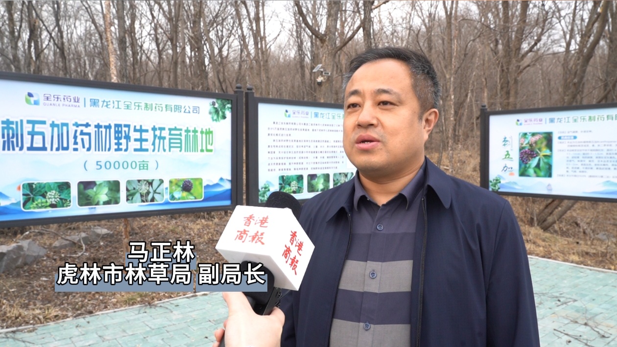  有片丨【虎林五加 千年珍寶】系列報道之三  黑龍江虎林：野生刺五加佔全國 1/6 產量