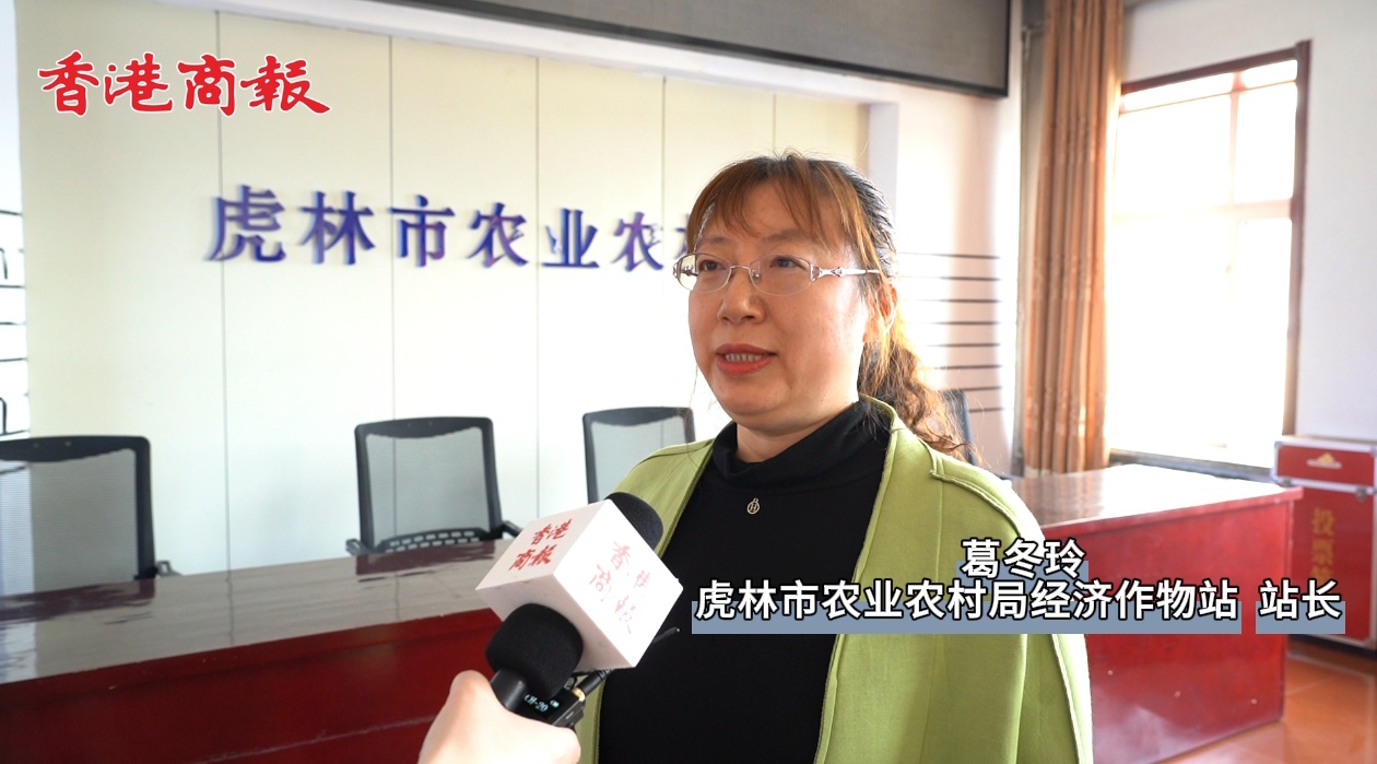 有片丨【虎林五加 千年珍寶】系列報道之五 虎林市農業農村局：大力支持以刺五加為主的中藥材產業發展