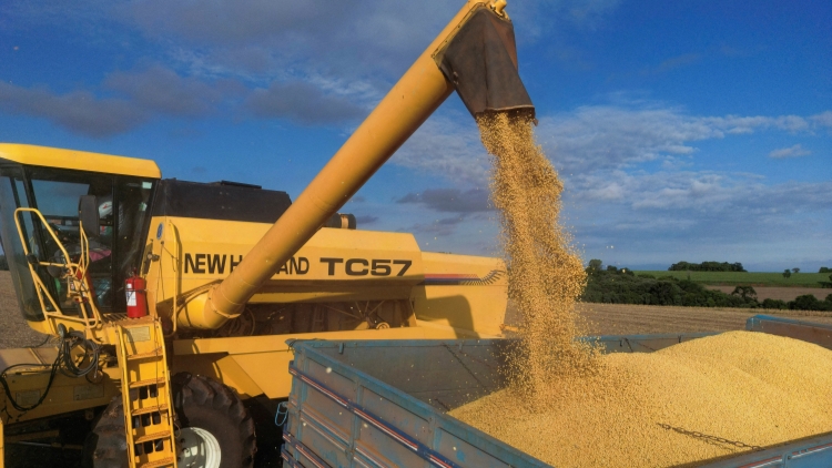 巴西取代美國成中國最大大豆供應國