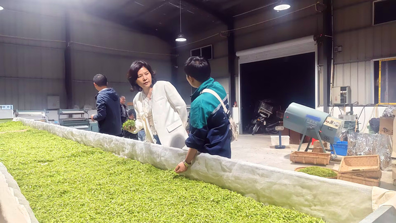 從「零散管」到「全域控」 皖祁門安凌鎮織密茶園綠防「立體安全網」