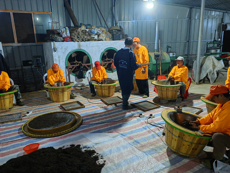 皖祁門祁紅鄉：搶抓農時采春茶 奏響春日「豐收曲」