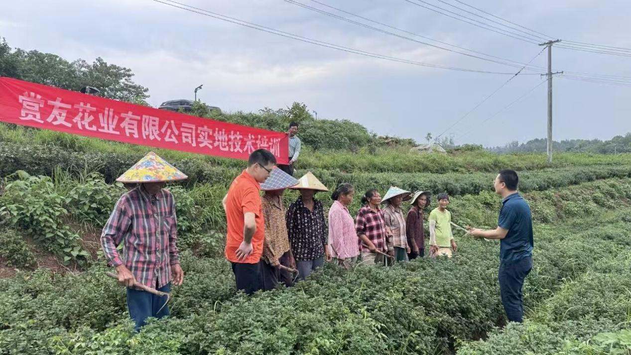 皖徽州區：趁鮮切制技術為康養產業注入新動能