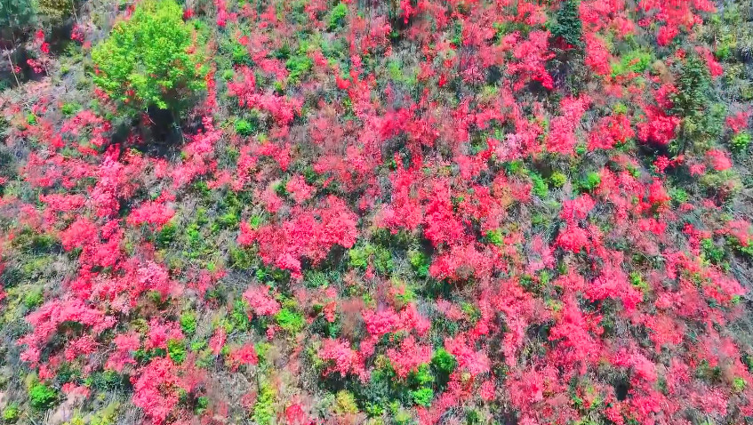 皖休寧五城鎮：百畝山花怒放 「陽台」觀景愜意