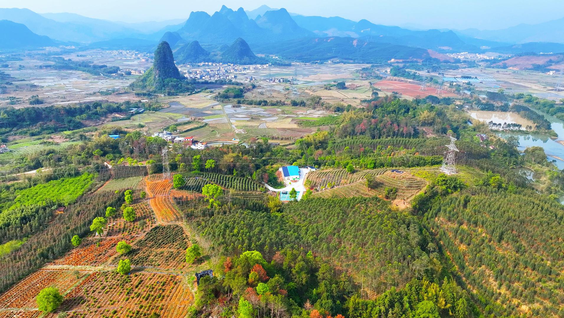廣東韶關武江春茶錄：葉藏振興密，茶香引富路