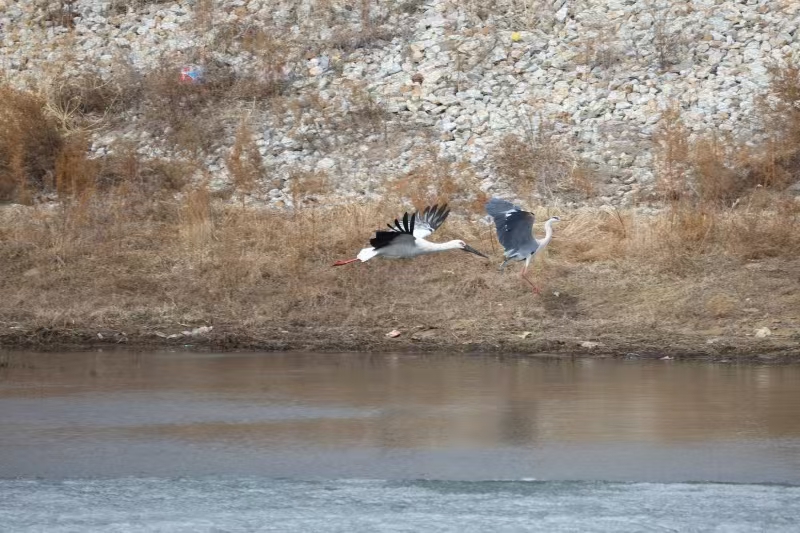 黑龍江江濱生態畫卷變身攝影打卡基地