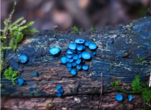  雲南發現四個真菌新種 