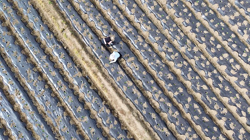 四川綿竹五星村：煙葉子長成強村富民的「金葉子」