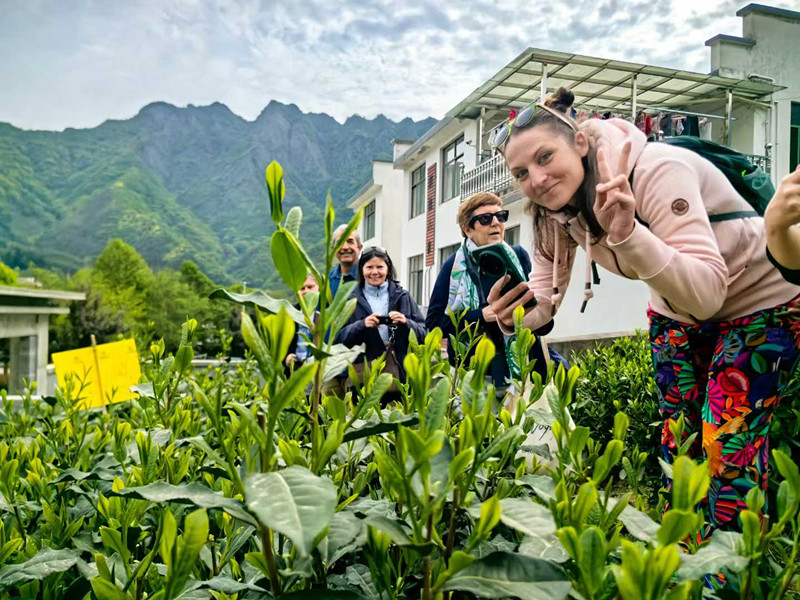 皖黃山區：「綠茶魁首」太平猴魁開採
