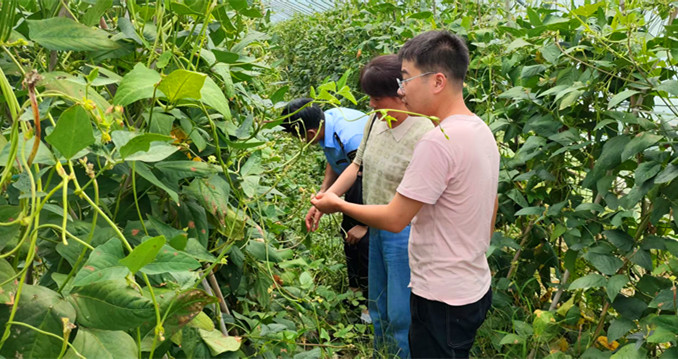 增品種提品質創品牌  皖黟縣農產品打響「綠色牌」