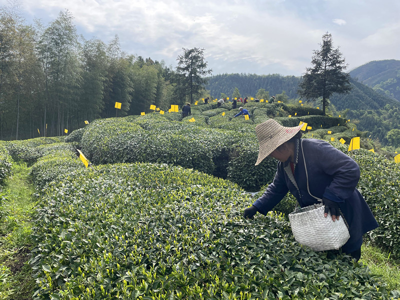 皖黟縣漁亭鎮：「一片葉子」鋪就生態共富路
