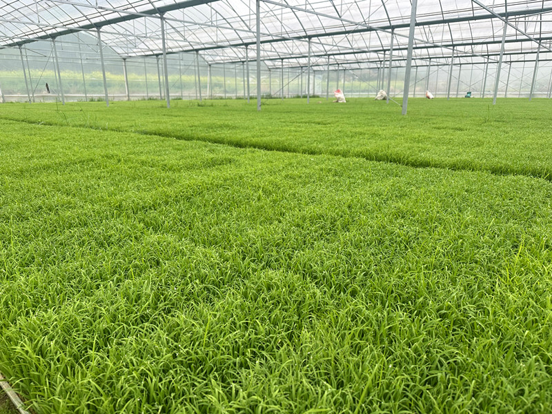 皖黟縣：堅守糧食「安全線」  按下豐收「推進鍵」