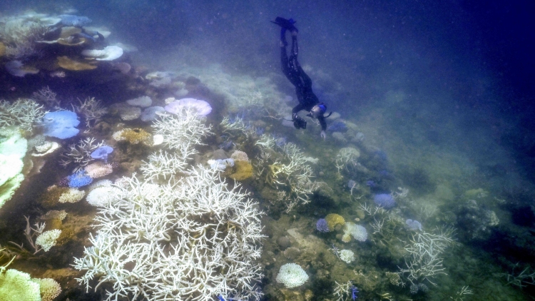 澳大利亞大堡礁2016年以來第六次出現大規模珊瑚白化