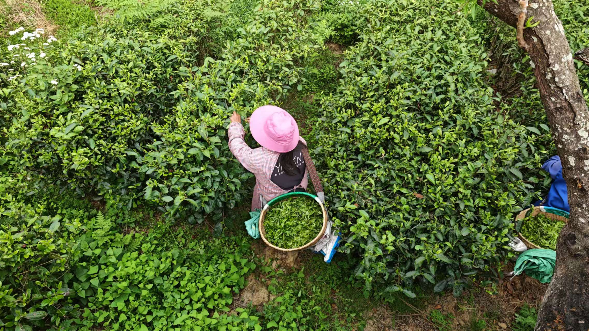 茶韻康養處，心安即是鄉——解碼鳳慶「醫養旅居」新範式