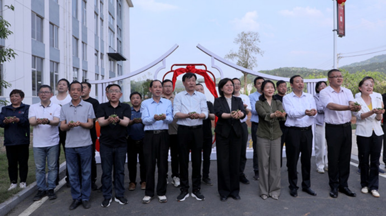 「太空茶籽」破土發芽 祁門紅茶未來可期