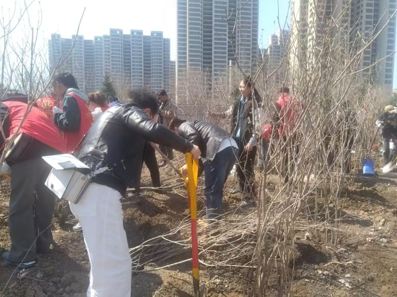 哈市香坊區文景頭道街：360餘名各界人士參與義務植樹 荒地變丁香園