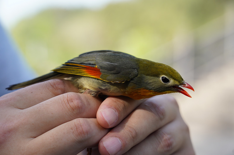 「養畫眉屬於違法」 皖屯溪開展野生動物保護專項行動