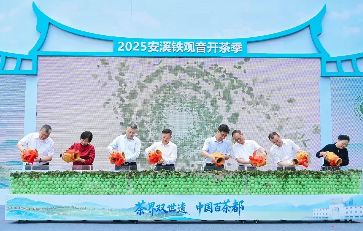 穀雨時節 福建安溪迎來「開茶季」