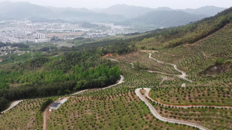 立足生態優勢巧做「綠色文章」 皖黃山區香榧產業「點綠成金」