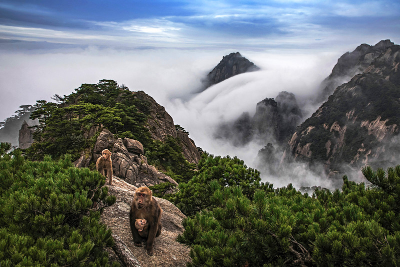 飛瀑遽然瀉雲海倏忽起  五一來黃山觀絕世丹青