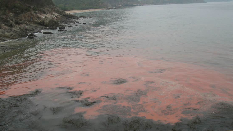 馬灣東灣泳灘疑現紅潮 已懸掛紅旗