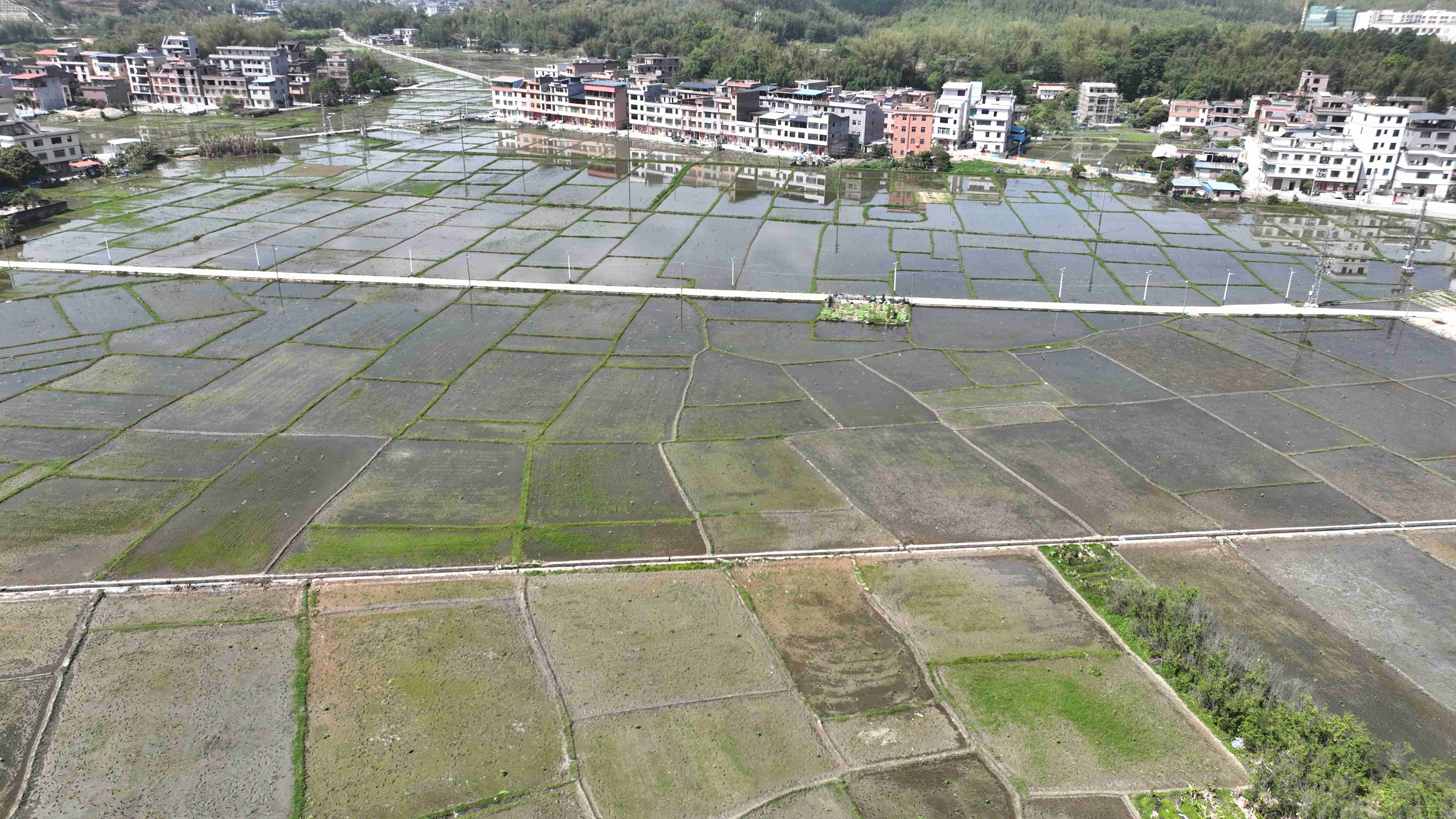 「蓮」通致富路！廣東新豐縣龍圍村種植500餘畝水果蓮