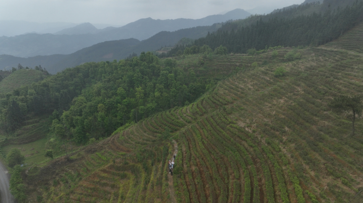 大苗山紅茶：81.77%森林覆蓋率孕育的「桂字號」好茶
