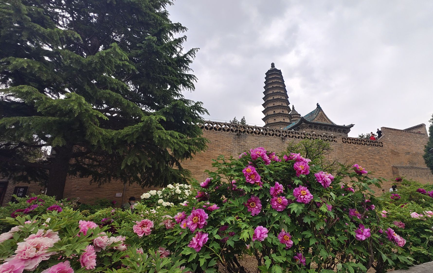 400歲「牡丹仙子」驚艷綻放！第42屆太原雙塔牡丹文化盛會啟幕