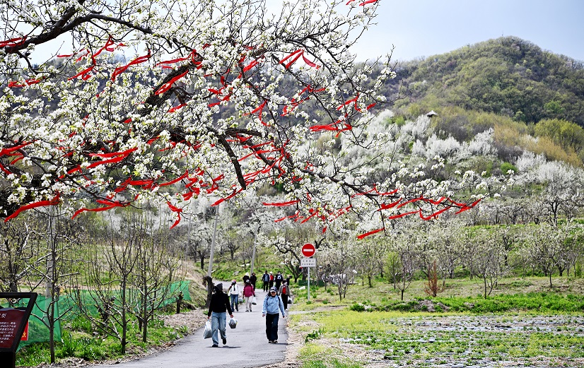 遼寧撫順縣：以梨花為筆繪就「春日經濟」振興畫卷