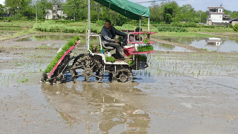 皖休寧縣：科技賦能春耕 再生稻栽插繪「豐」景