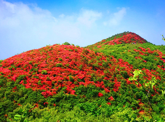 皖黟縣宏潭：解鎖五溪山「杜鵑秘境」