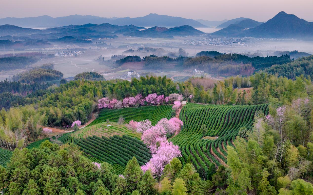 皖黃山區躋身「全國十大綠茶重點產區」
