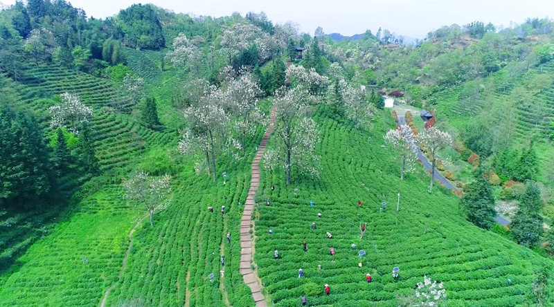 問需於企量身定貸  皖祁門縣金融服務助力茶企提升硬實力