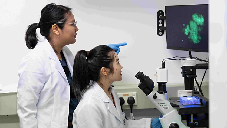 港大醫學院復活7億年前基因生成幹細胞