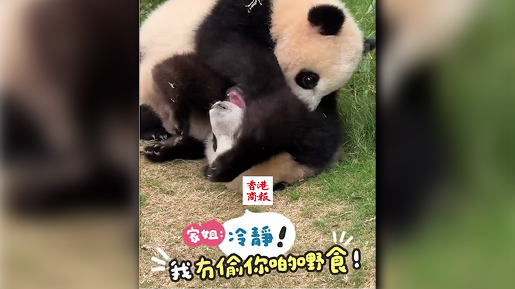 有片｜「家姐」「細佬」打鬧日常萌翻天