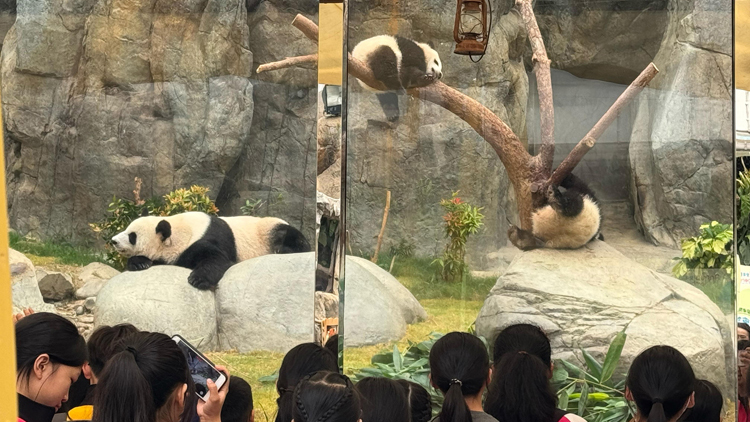 「熊貓保育聯萌」今日舉行 近千名基層學生探訪熊貓寶寶
