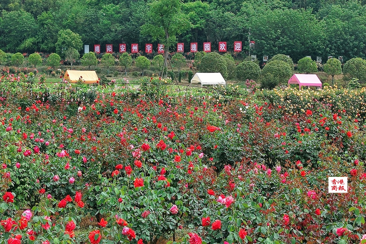 有片︱四川綿陽安州：農旅融合高質量發展 鄉村振新充滿活力