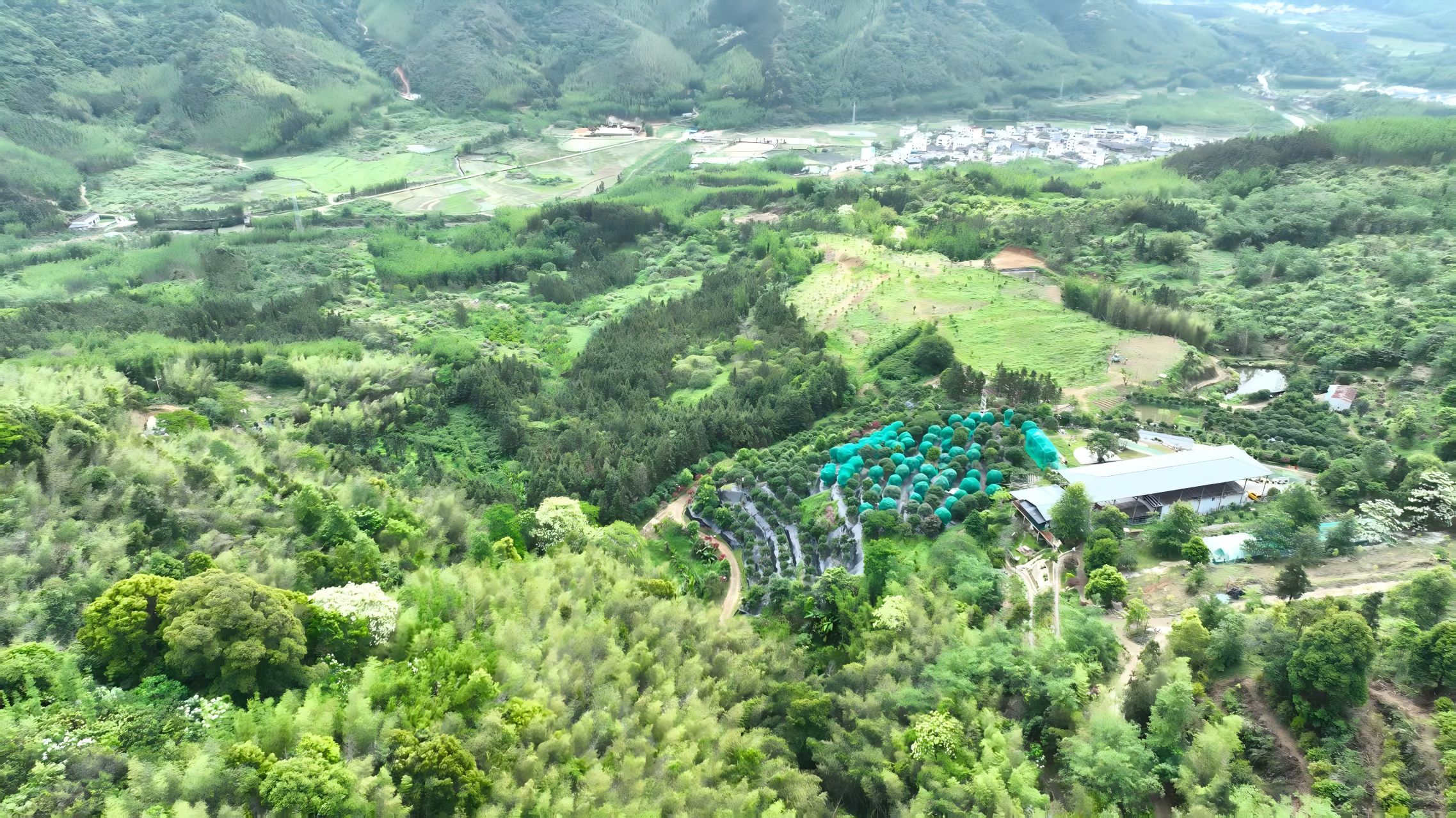 廣東韶關新豐：萬棵沙巴品種嘉寶果樹開摘