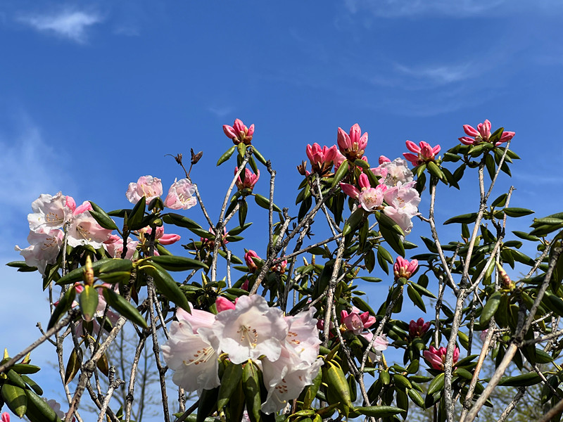 黃山之巔  杜鵑盛放
