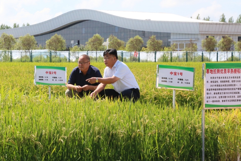 中國水稻研究所北方水稻研究中心榮獲「黑龍江省工人先鋒號」稱號