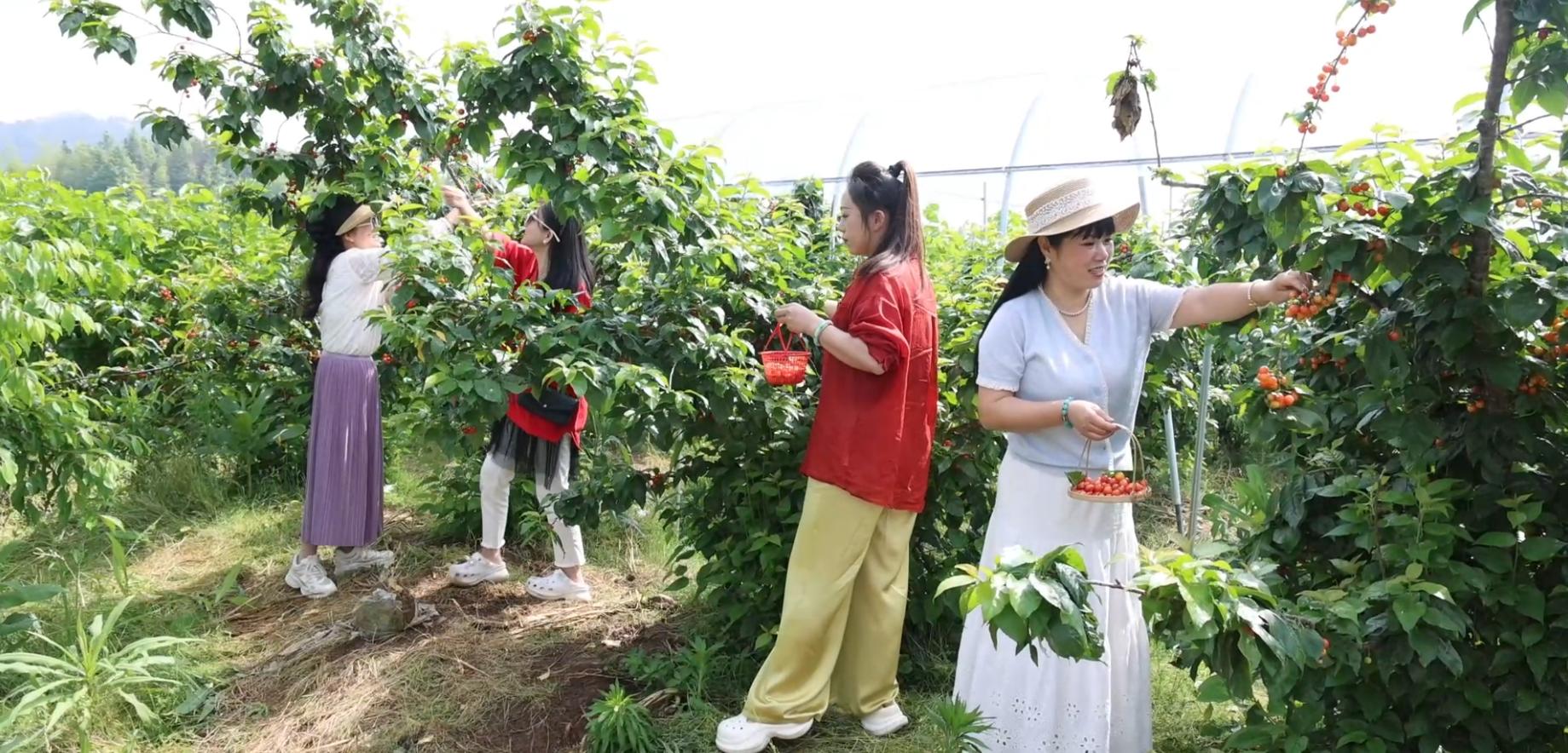 皖徽州區：「田園盛宴」持續升溫  「採摘經濟」強村富民